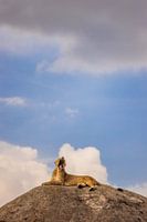 It absolutely is her pride!