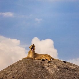 It absolutely is her pride! van Anouk Pross