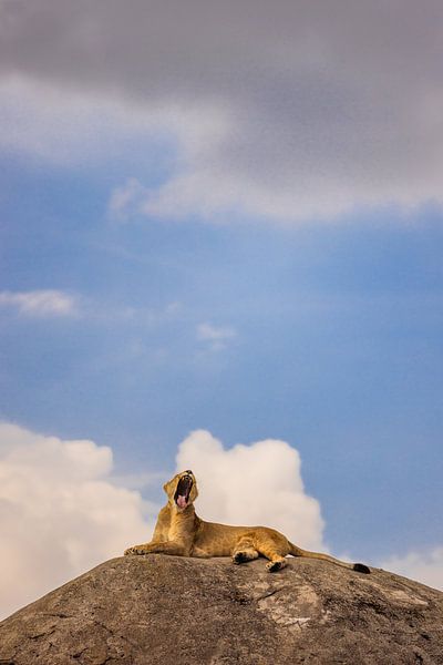 It absolutely is her pride! von Anouk Pross