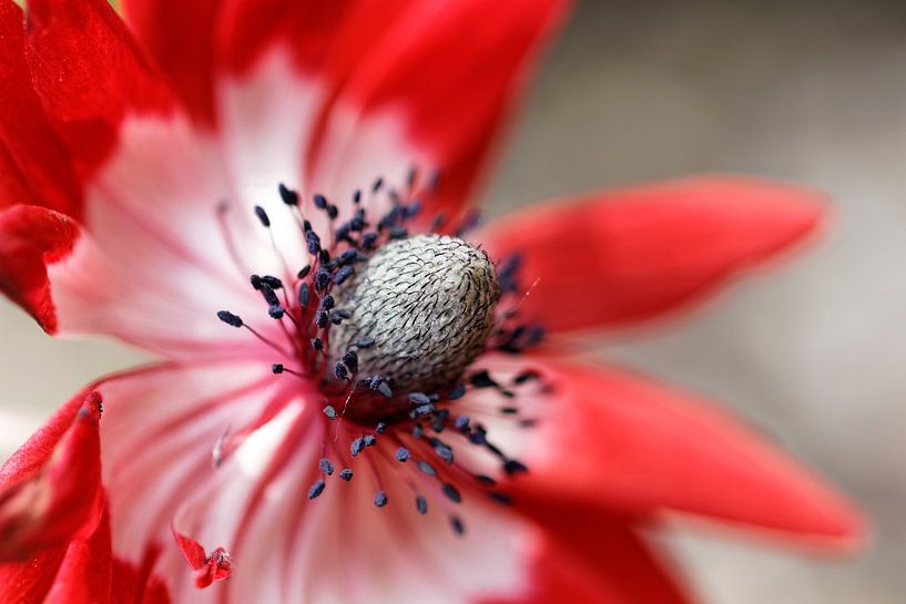 Roter Mohn von Mokikiphoto