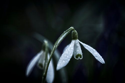 Stilte na de Dauw – Sneeuwklokje in Focus
