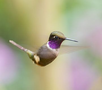 Paarskeelboself zoekt naar nectar van Arie Arie de Gier