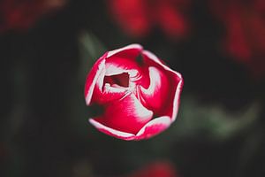 Rode bloeiende tulp