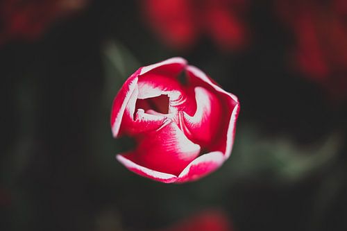 Rode bloeiende tulp