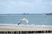 Blick aus dem Hubschrauber