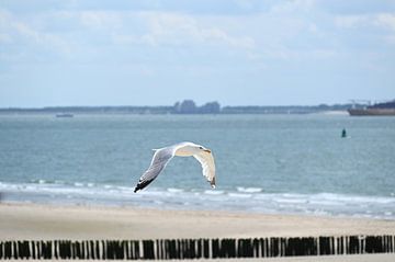 Vue d'hélicoptère sur Albert Rap