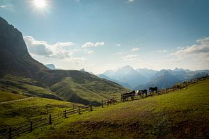 Pferde in den Bergen (Dolomiten) von Adrianne Dieleman