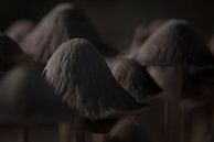 Close up van paddenstoelen von Bas Wolfs Miniaturansicht