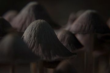 Close up van paddenstoelen van Bas Wolfs