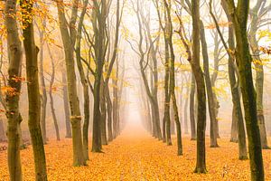 Weg durch eine neblige Buchenlandschaft