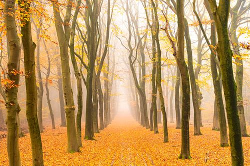 Pad door een mistig beukenbos