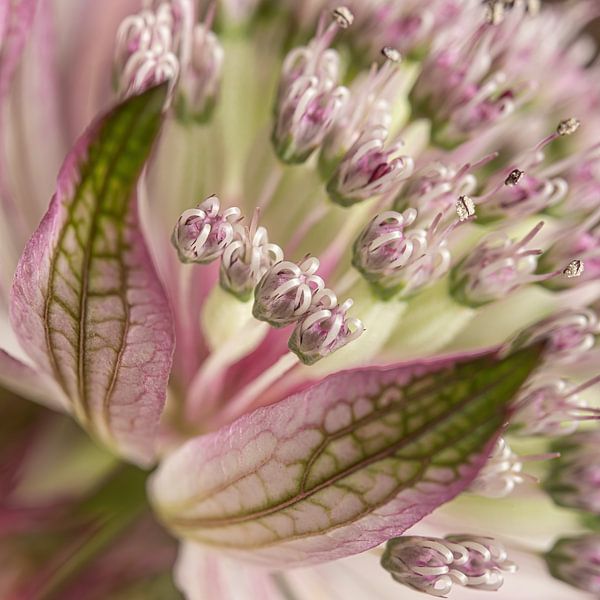 Gros plan d'une Astrantia Major (Renouée de Zélande) par Marjolijn van den Berg