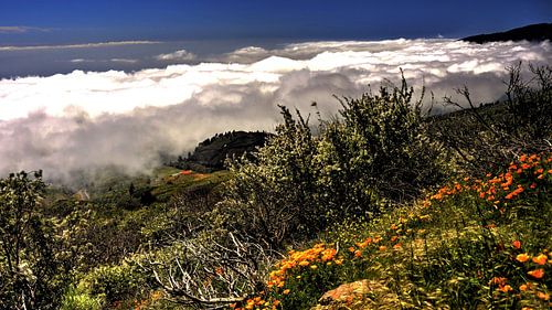 De natuur op Tenerife met widgroei en aan de horizon bewolking  met blauwe lucht en bloemen