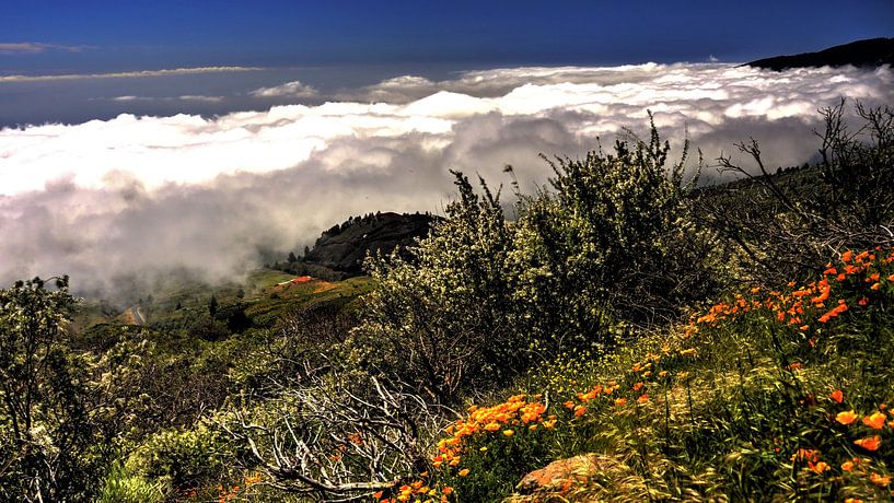 De natuur op Tenerife met widgroei en aan de horizon bewolking  met blauwe lucht en bloemen von Willy Van de Wiele