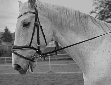 Fotoshooting mit weißem Pferd auf einem Reitplatz