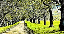 an oak avenue mixed media by Werner Lehmann