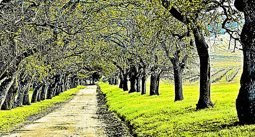 une allée de chênes mixed media