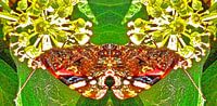 Vlinder/butterfly