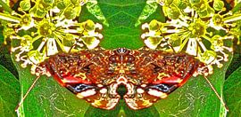 Vlinder/butterfly by Susan Stiletti