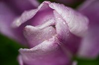 Rose tulipe