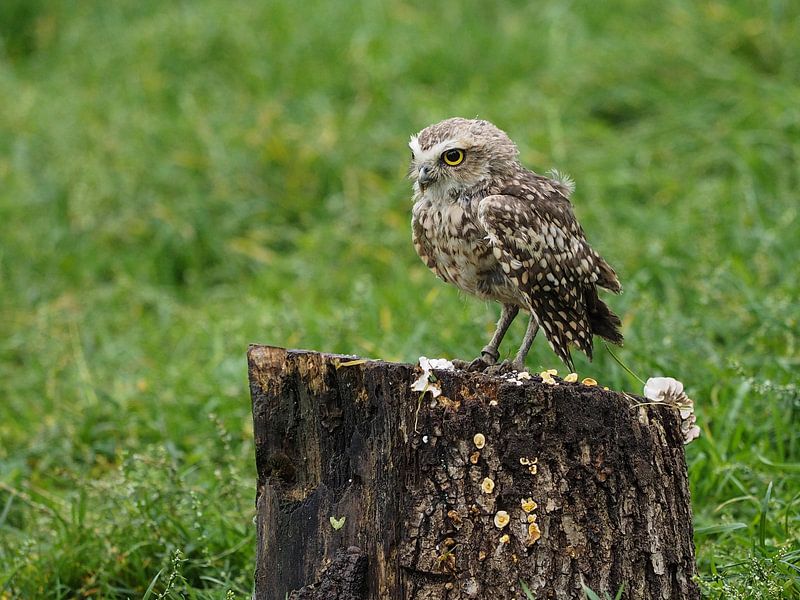 Burrowing owl or the Rabbit owl by Loek Lobel