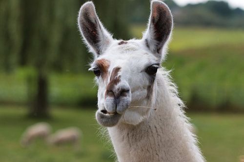 Grappig zo'n lama. Duidelijk een herkauwer
