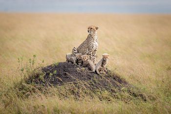 Protecteur régalien