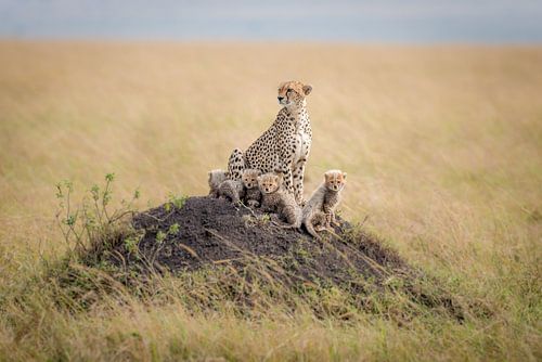 Koninklijke beschermer