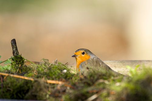Roodborst kijkt op