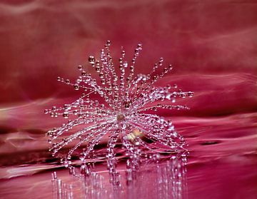 Shine (Paardenbloempluisje met druppeltjes in roze) van Caroline Lichthart