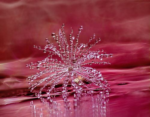Shine (Dandelion bug with droplets in pink) by Caroline Lichthart