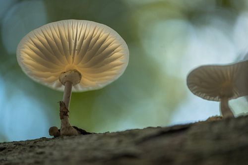 Porseleinzwam (Oudemansiella mucida) op een boomstam in het bos