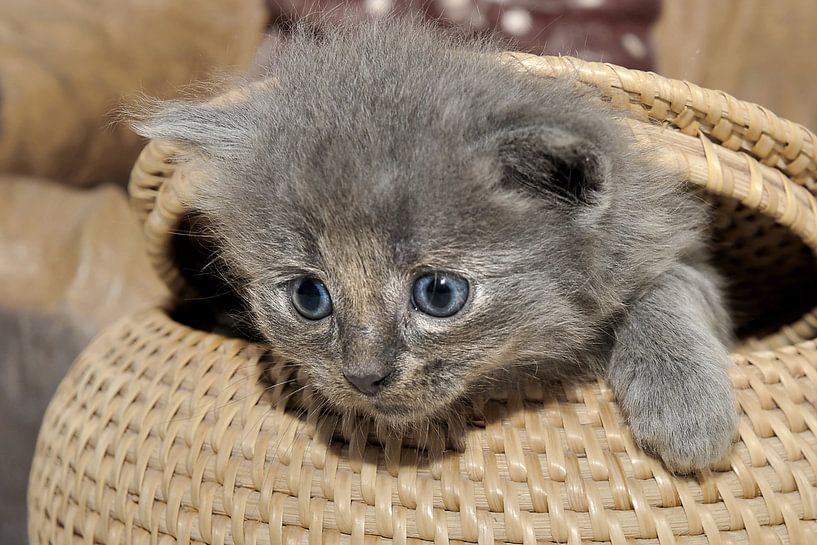 The great escape von Annick Cornu