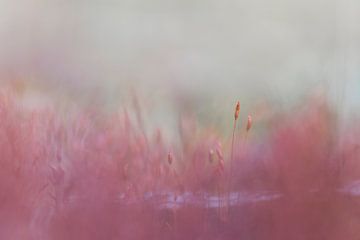 Zachte focus in kleur - roze stilleven  Solitair of drieluik van Ellen Metz