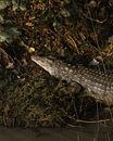 Early Morning Crocodile by Ian Schepers thumbnail