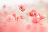 Poppy