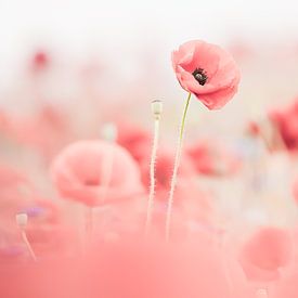 Poppy by Nancy van Verseveld