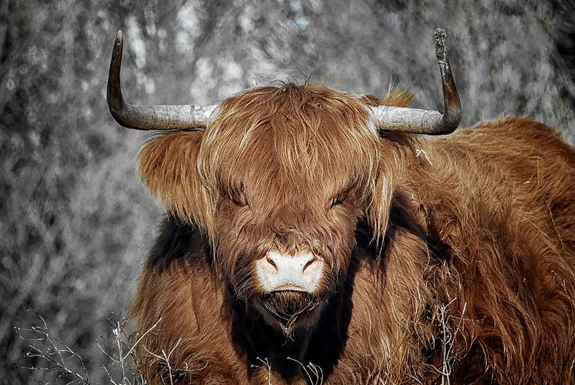 Schottischer Highlander von Tilly Meijer