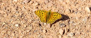 Große Perlmutterfalter Argynnis aglaja in der Sonne