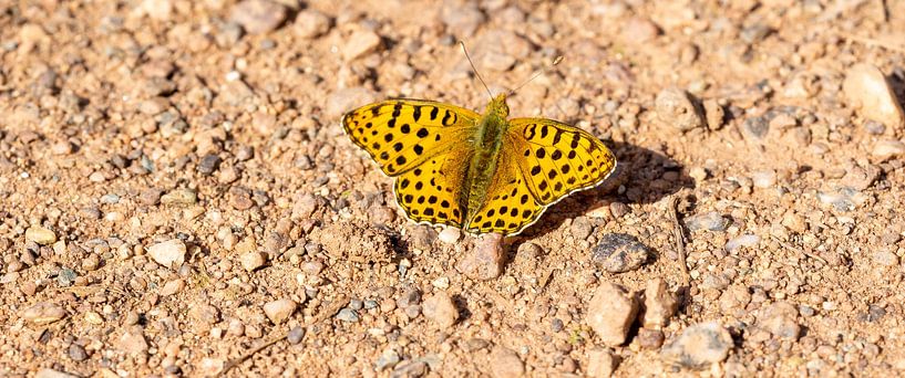 Große Perlmutterfalter Argynnis aglaja in der Sonne von Animaflora PicsStock