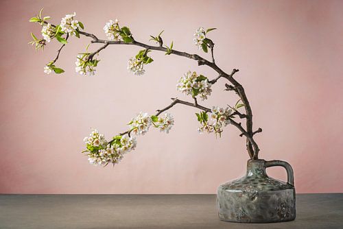 Blossom in vase - minimalist still life