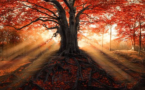 The house of the Fairy