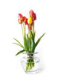 Die ersten Boten des Frühlungs von Andreas Kilian