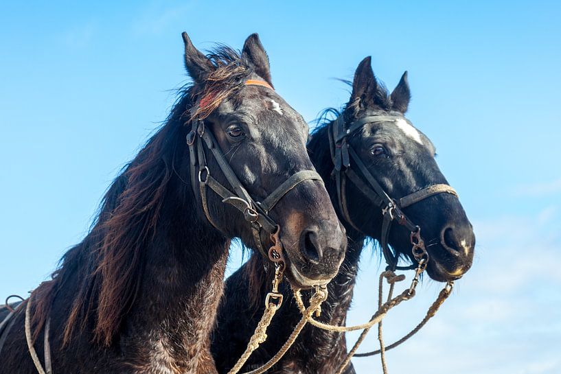 Span of horses lifeboat Abraham Fock Ameland by Evert Jan Luchies