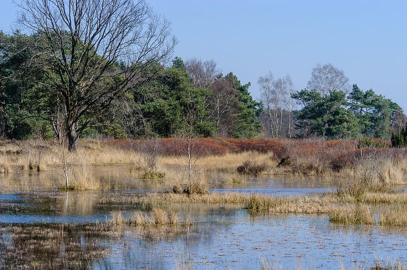 Oortven près de Mekkelhorst dans la région de Stroothuizen, Overijssel, Pays-Bas. par Martin Stevens