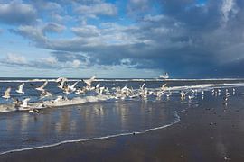 Fris beeld van Noordzee meeuwen op het strand van Gevk - izuriphoto