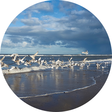 Fris beeld van Noordzee meeuwen op het strand van Gevk - izuriphoto