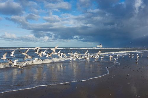 Fris beeld van Noordzee meeuwen op het strand
