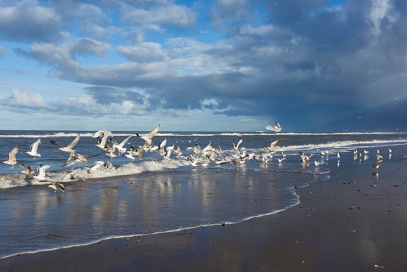 Fresh image of North Sea gulls on the beach by Gevk - izuriphoto