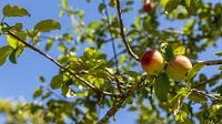 Close-up apple tree